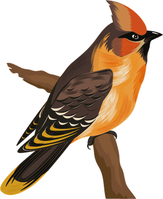 sparrowbirds-species-icons-colorful-cartoon-sketch-152966