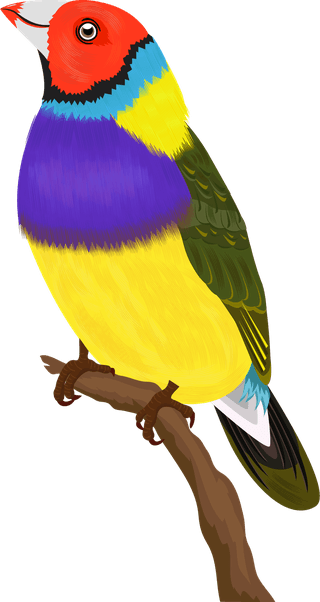 sparrowbirds-species-icons-colorful-cartoon-sketch-929312