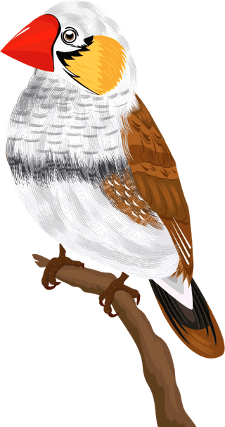 sparrowbirds-species-icons-colorful-cartoon-sketch-601931