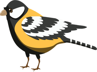 sparrowbirds-species-icons-colorful-sketch-573424