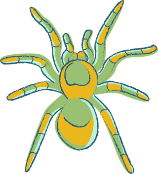 spiderillustrated-in-many-colors-with-sketchy-style-this-tarantula-vector-272506