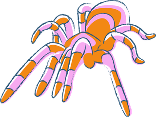 spiderillustrated-in-many-colors-with-sketchy-style-this-tarantula-vector-885601
