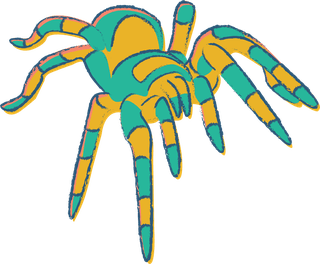 spiderillustrated-in-many-colors-with-sketchy-style-this-tarantula-vector-963034
