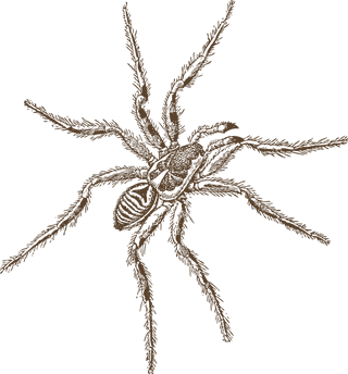 spiderpoisonous-arachnids-for-your-biology-projects-nature-publications-or-spider-topics-in-your-387831