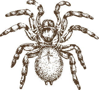 spiderpoisonous-arachnids-for-your-biology-projects-nature-publications-or-spider-topics-in-your-363944