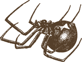 spiderpoisonous-arachnids-for-your-biology-projects-nature-publications-or-spider-topics-in-your-362058