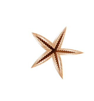 starfishseashell-realistic-set-995318