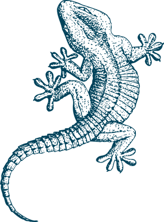 thelizard-illustrations-for-your-biology-projects-nature-publications-or-lizard-topics-in-your-634243