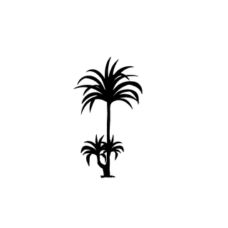 thinpalm-tree-silhouette-803101