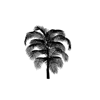 thinpalm-tree-silhouette-806078