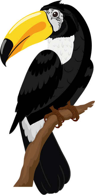 tocotouan-birds-species-icons-colorful-sketch-721596