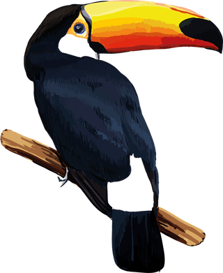 toucancolorful-exotic-fauna-illustration-with-different-beautiful-tropical-birds-white-563397