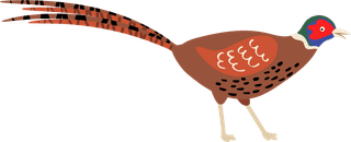 turkeycute-birds-illustration-set-488028