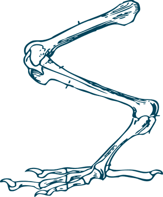 turtlefossil-bones-turtle-anatomy-illustrations-653913