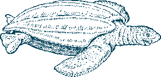 turtlefossil-bones-turtle-anatomy-illustrations-478292