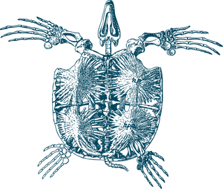turtlefossil-bones-turtle-anatomy-illustrations-154143