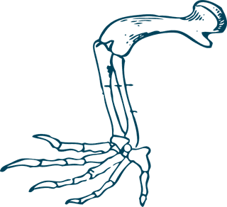 turtlefossil-bones-turtle-anatomy-illustrations-670563