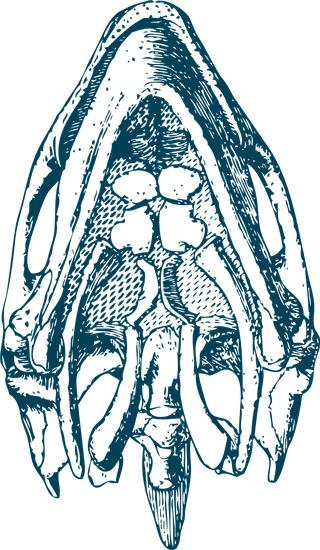 turtlefossil-bones-turtle-anatomy-illustrations-948370