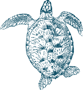 turtlefossil-bones-turtle-anatomy-illustrations-960331