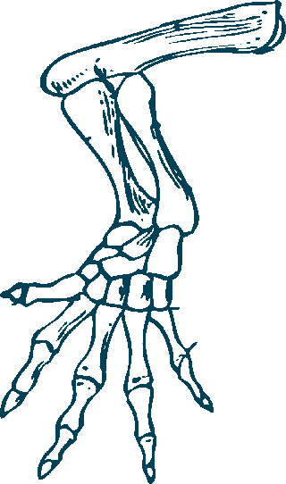 turtlefossil-bones-turtle-anatomy-illustrations-843952
