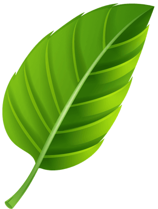 variousshapes-forms-green-leaves-757263