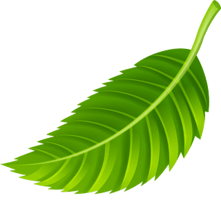 variousshapes-forms-green-leaves-933240