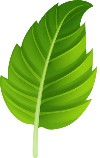 variousshapes-forms-green-leaves-978487