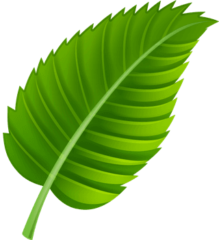 variousshapes-forms-green-leaves-749433