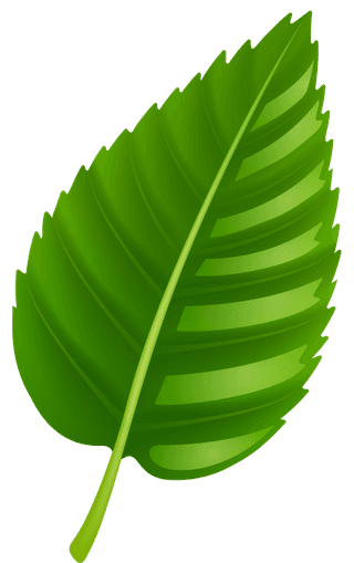 variousshapes-forms-green-leaves-972140