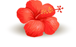 vectorillustration-realistic-style-branch-tropical-palm-tree-with-hibiscus-flowers-38036