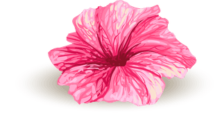 vectorillustration-realistic-style-branch-tropical-palm-tree-with-hibiscus-flowers-564727
