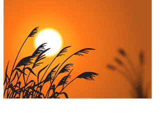 vectorthe-black-shadow-of-the-grass-in-the-evening-the-setting-sun-that-535957