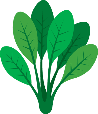 vegetabletype-illustration-cabbage-red-cabbage-potato-collard-green-radish-367658