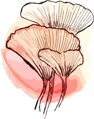 watercolorbontanical-art-flower-illustration-vector-303732