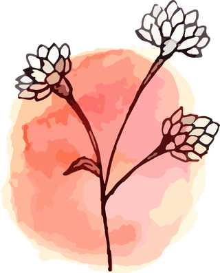 watercolorbontanical-art-flower-illustration-vector-791986