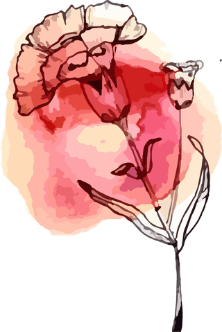 watercolorbontanical-art-flower-illustration-vector-521503