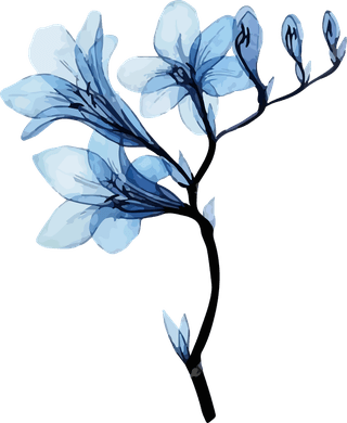 watercolordrawing-transparent-blue-freesia-flowers-isolated-on-white-background-38087