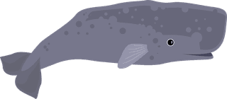 whalemarine-animals-icons-whales-species-sketch-801209