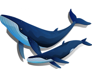 whalemother-whales-icons-motion-sketch-colored-design-104967