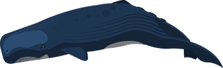 whalestypes-of-whales-marine-creature-icons-set-colored-whale-dolphin-decor-389943