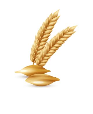 wheatagricultural-cereals-set-503532