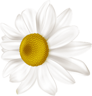 whitechrysanthemum-realistic-chamomile-flowers-set-617525