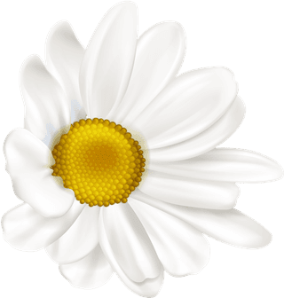 whitechrysanthemum-realistic-chamomile-flowers-set-314807