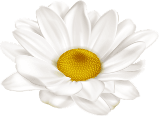 whitechrysanthemum-realistic-chamomile-flowers-set-385664