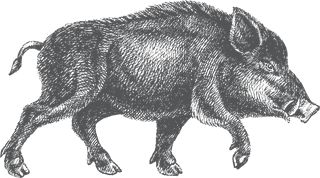 wildboar-handpainted-animals-vector-684281