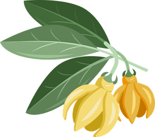 ylangylang-detailed-essential-oil-herb-collection-745581