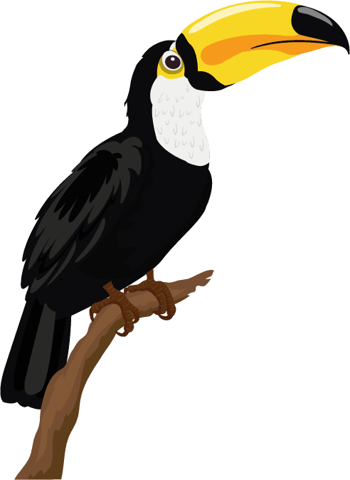 toco touan birds species icons colorful sketch