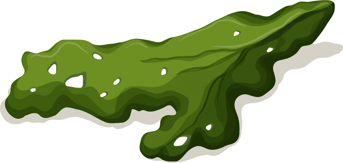 fresh green seaweed isolated on a white background for cooking or decoration