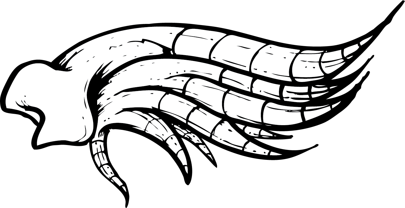 tubular bone skull set for anatomical studies and creative projects in monochrome aesthetic
