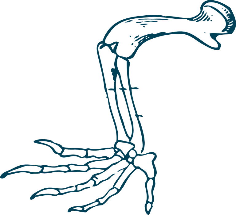 turtle fossil bones turtle anatomy illustrations